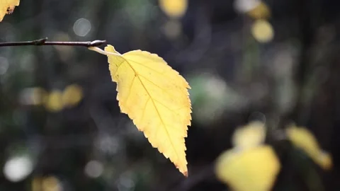 Autumn leaves Stock-Footage 142533930