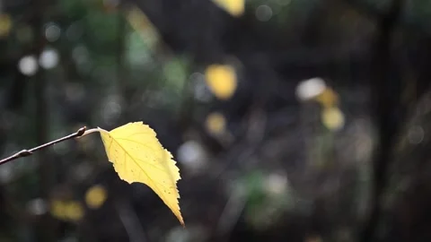 Autumn leaves Stock-Footage 142533939