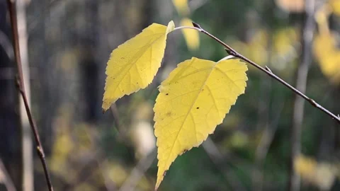 Autumn leaves Stock-Footage 142534320