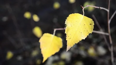 Autumn leaves 스톡 동영상 142534336