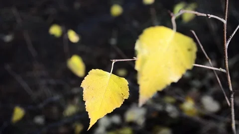 Autumn leaves Stock-Footage 142534740