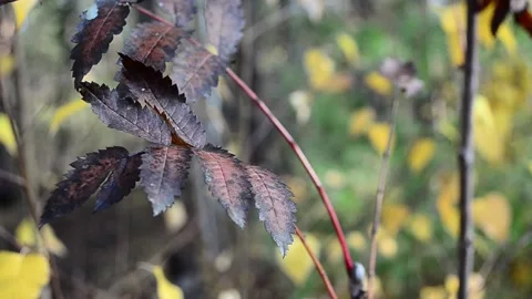 Autumn leaves Stock-Footage 142534785