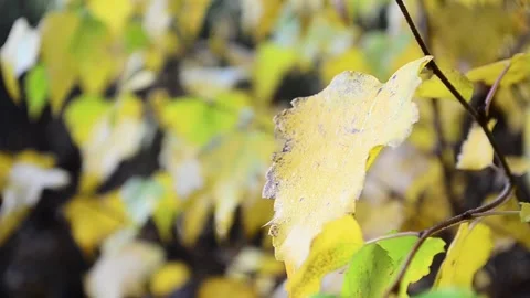 Autumn leaves Stock-Footage 142534980