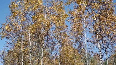 Autumn leaves Stock Footage 144001045