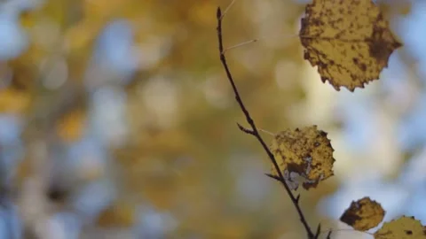 Autumn leaves Stock Footage 144001103