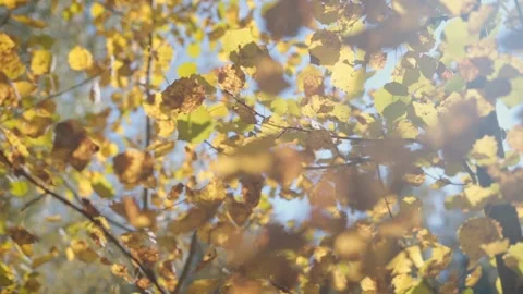 Autumn leaves Stock Footage 144001231