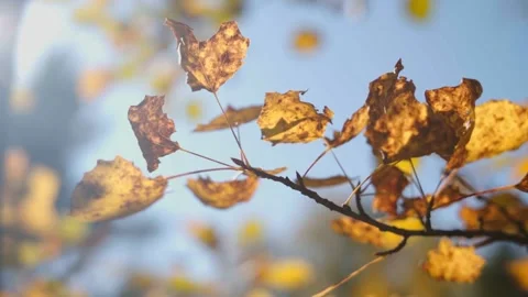 Autumn leaves Stock Footage 144001403