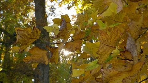 Autumn leaves Vídeo Stock 145389776