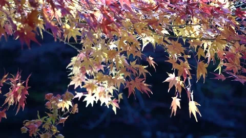 Autumn leaves Stock Footage 145513819