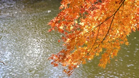 Autumn leaves Stock Footage 145514265