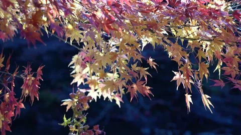 Autumn leaves Stock Footage 145514631