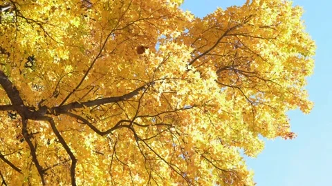 Autumn leaves Stock Footage 145515007