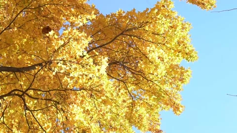 Autumn leaves Stock Footage 145515667