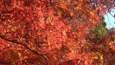 Autumn leaves Stock Footage 145516419