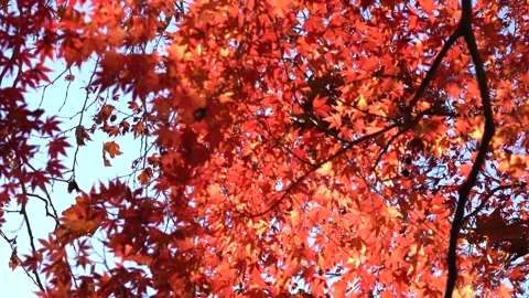 Autumn leaves Stock Footage 145516592