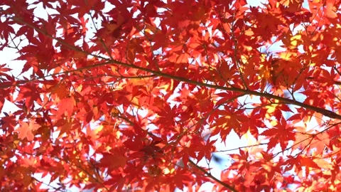 Autumn leaves Stock Footage 145517093