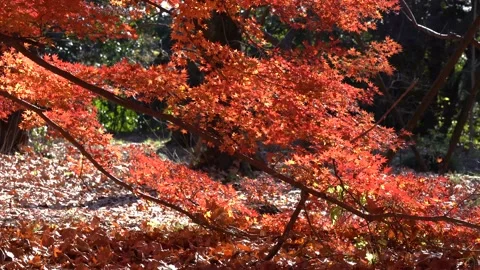 Autumn leaves Stock Footage 145517345