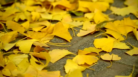 Autumn leaves Stock-Footage 150243862