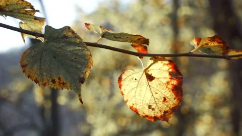 Autumn leaves Stock Footage 151650356