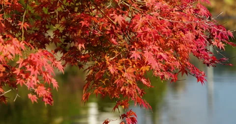Autumn leaves. Stock Footage 157820940