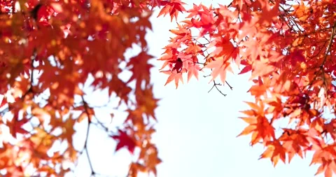 Autumn leaves. Stock Footage 159294552