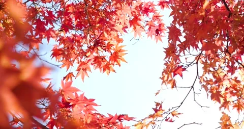 Autumn leaves. Stock Footage 159383581