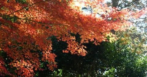 Autumn leaves Stock Footage 160100084