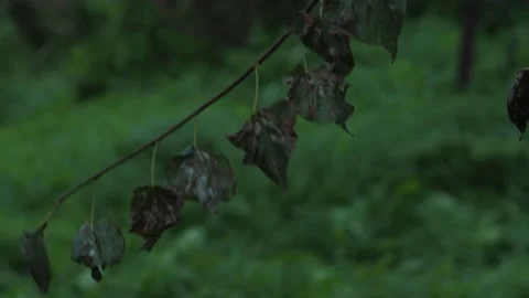 Autumn leaves Stock Footage 160339118