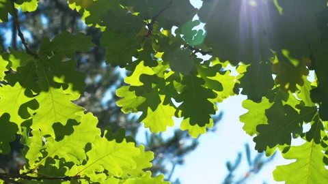 Autumn leaves Stock Footage 160783589