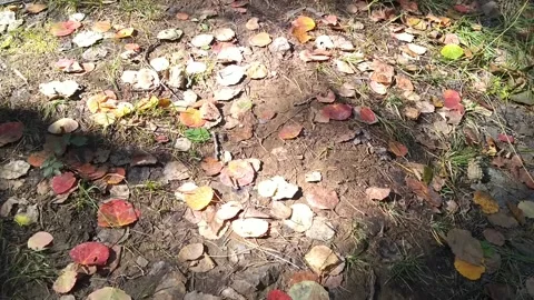 Autumn, leaves Stock Footage 160807151