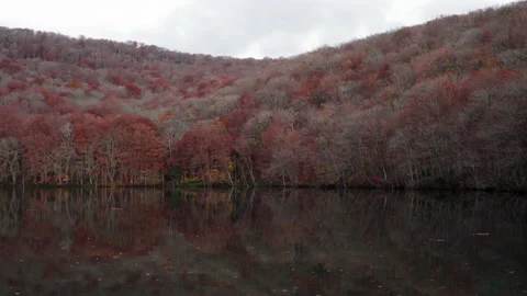 Autumn leaves 스톡 동영상 162254048