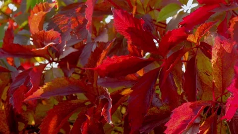 Autumn leaves Stock Footage 162339437