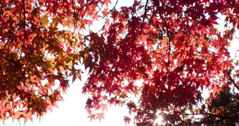 Autumn leaves. Stock Footage 162446412