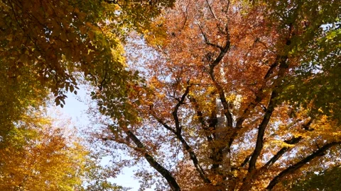 Autumn Leaves 스톡 동영상 163641298