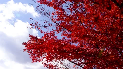 Autumn leaves Stock Footage 164432578