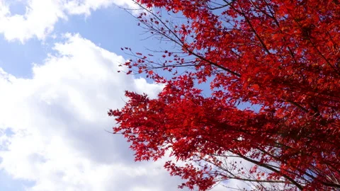 Autumn leaves Stock Footage 164436200