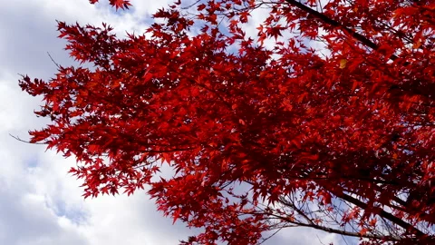 Autumn leaves Stock Footage 164444400