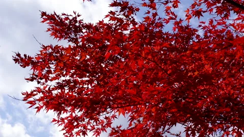 Autumn leaves Stock Footage 164447661