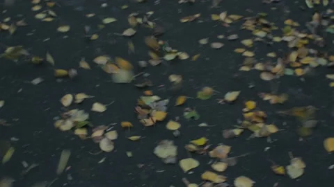 Autumn leaves Stock Footage 167238837