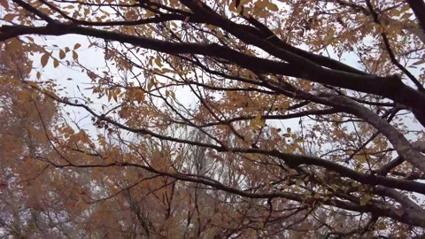 Autumn leaves Stock Footage 167566038