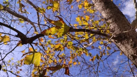 Autumn leaves Stock Footage 185142622