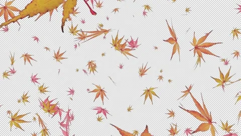 The autumn leaves Stock Footage 195495913