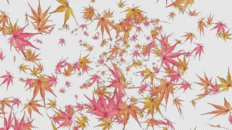 The autumn leaves Stock Footage 196588891