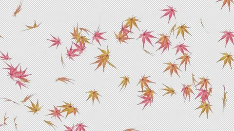 The autumn leaves Stock Footage 197551432