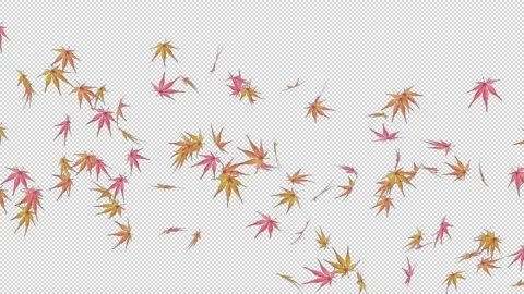 The autumn leaves Stock Footage 197795611