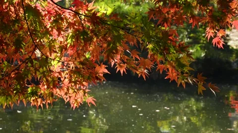 Autumn leaves. Stock Footage 207982335