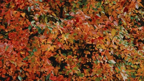 Autumn leaves Stock Footage 219277570