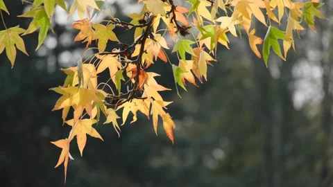 Autumn leaves Stock Footage 220218107
