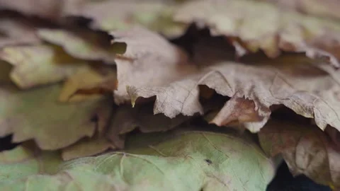 AUTUMN LEAVES Stock Footage 220548292