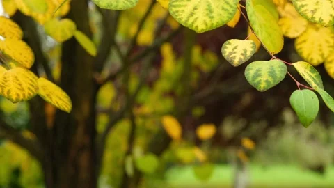 Autumn Leaves Stock Footage 220617397